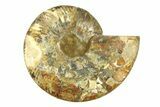 Large, Cut & Polished Ammonite Fossil (Half) - Madagascar #296662-1